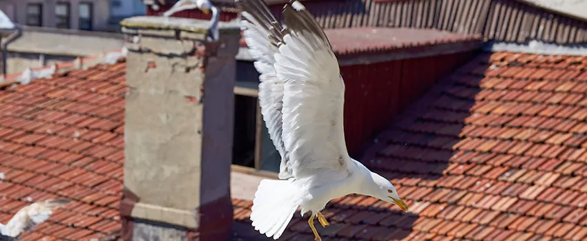 Residential Chimney Animal Removal Solution in Charleston, IL